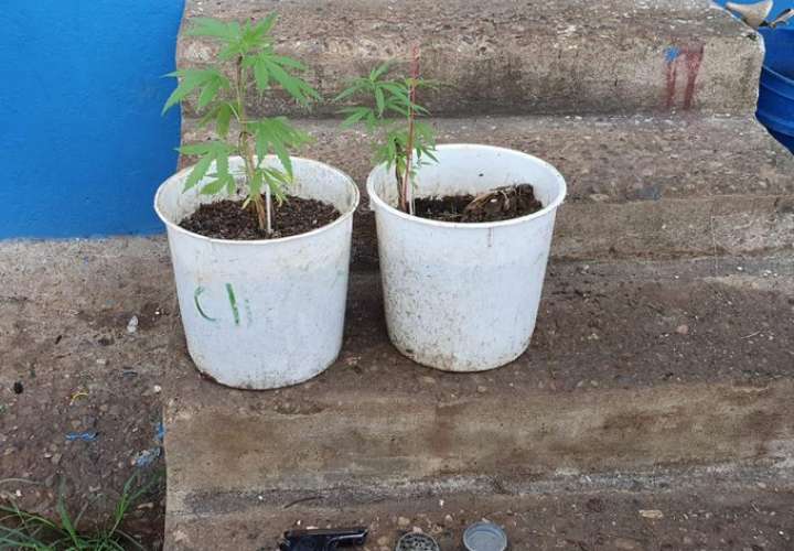 Decomisan plantas de marihuana en Colón