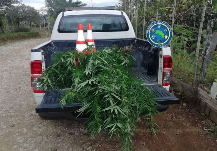 Ticos destruyen plantaciones de marihuana cerca a la frontera con Panamá 