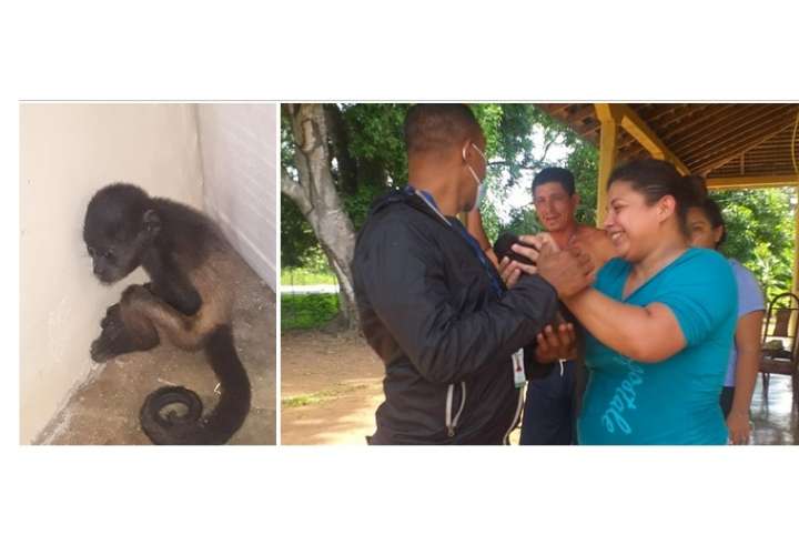 Rescatan cría de Mono aullador en Parita