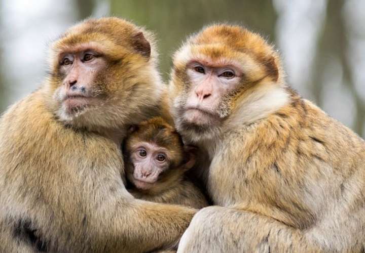 ¡Lo que faltaba! Monos roban muestras de sangre con coronavirus