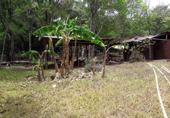  Invasión de moscas en varias comunidades de Veraguas