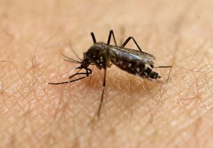 La malaria, el dengue, la leishmaniasis, el zika y el chikungunya son enfermedades transmitidas por mosquitos.