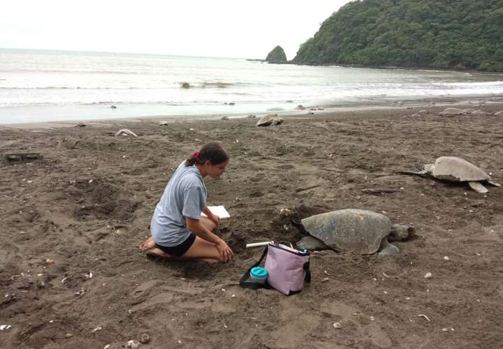 Miles de  tortugas marinas continúan llegando a las costas santeñas
