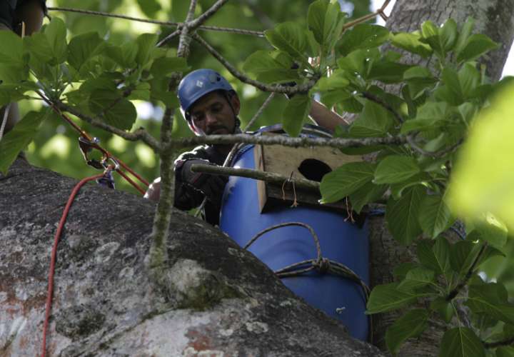 Instalación de un nido artificial en un árbol de Cuipo para guacamayas verdes, en la comunidad La Marea, en Darién. EFE