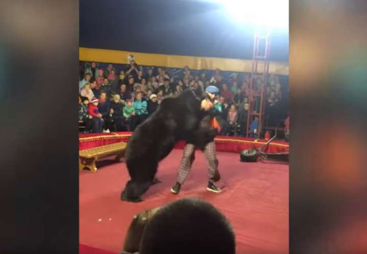 Oso de circo se cabrea con su entrenador en medio de la función (Video)