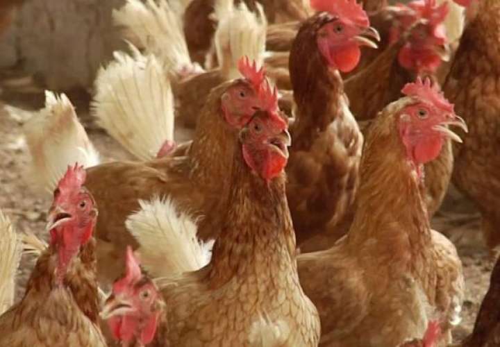 ¡Alerta! Panamá intenta evitar gripe aviar 