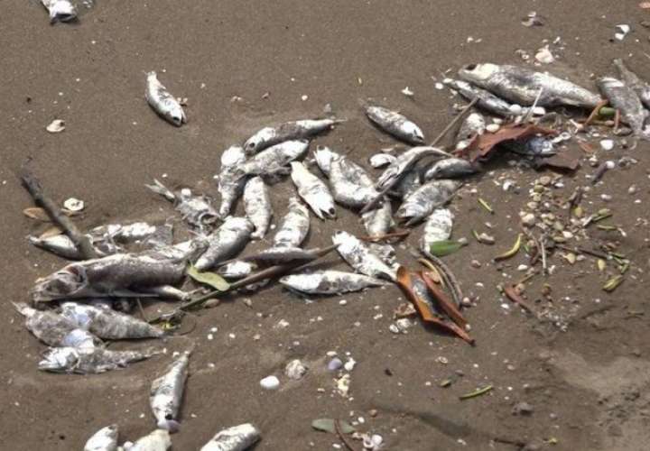 Mortandad de peces en la Bahía de Panamá