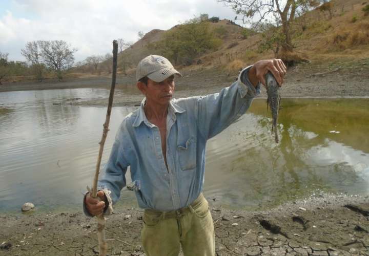 Encuentran peces muertos en la represa de La Laja