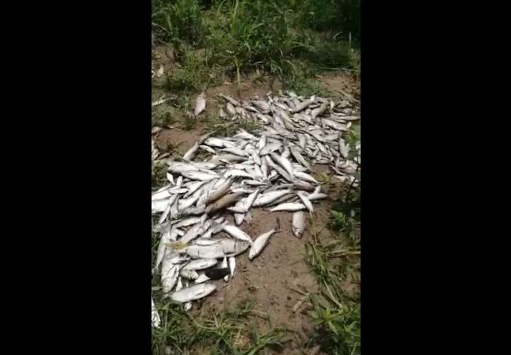 Mortandad de peces en Alanje, Mi Ambiente investiga