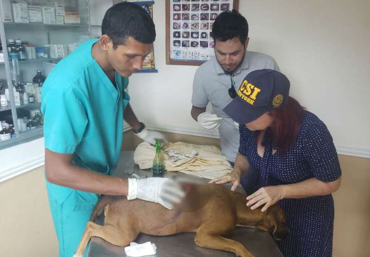 ¡Al fin! Inician investigación por caso de perros macheteados en Colón