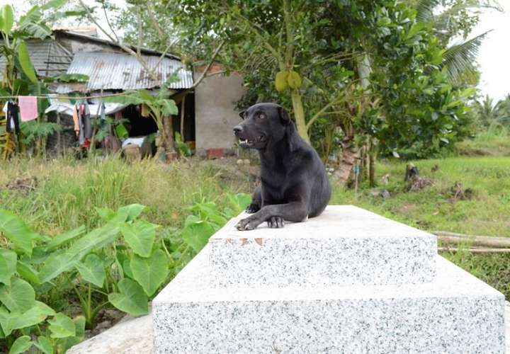 Mino, una perra de cuatro años que pasa la mayor parte del día sobre la lápida de un niño de 2 años con el que compartió su primer año de vida. EFE