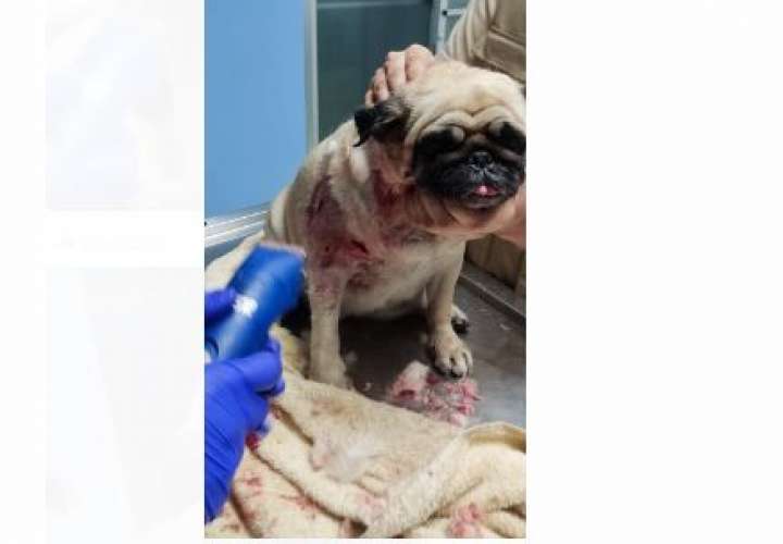 Brutal ataque de 3 pitbull a perrita; la dejan en estado delicado 