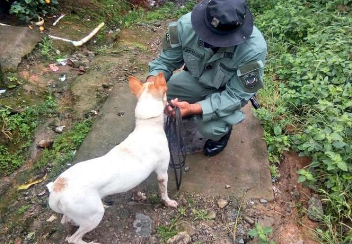 Trazan estrategias para controlar proliferación de perros en La Joya