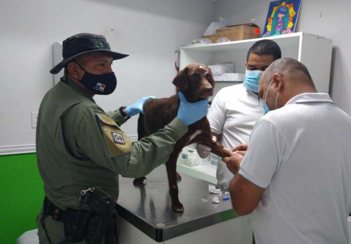 Rescatan perro maltratado en Chilibre (Fotos)
