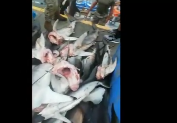 Decomisan 6,000 libras de pesca no declarada en Punta Mala