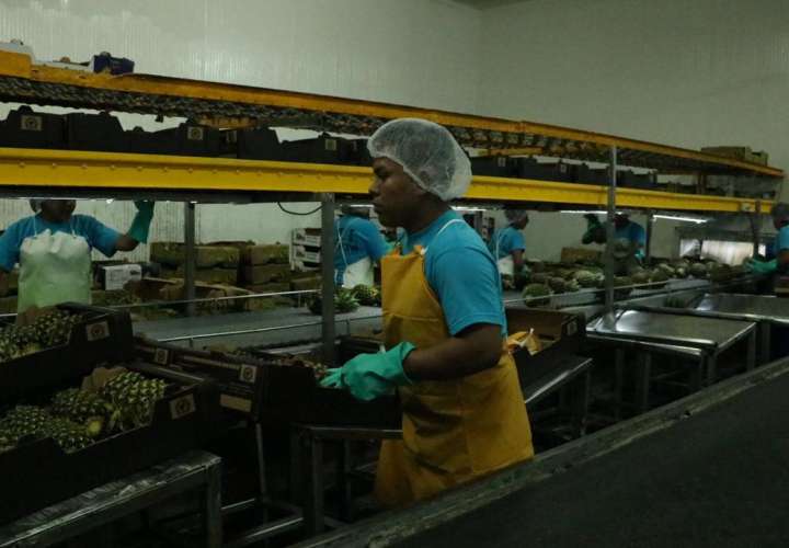 Panamá inicia exportación de piñas a la República Popular China