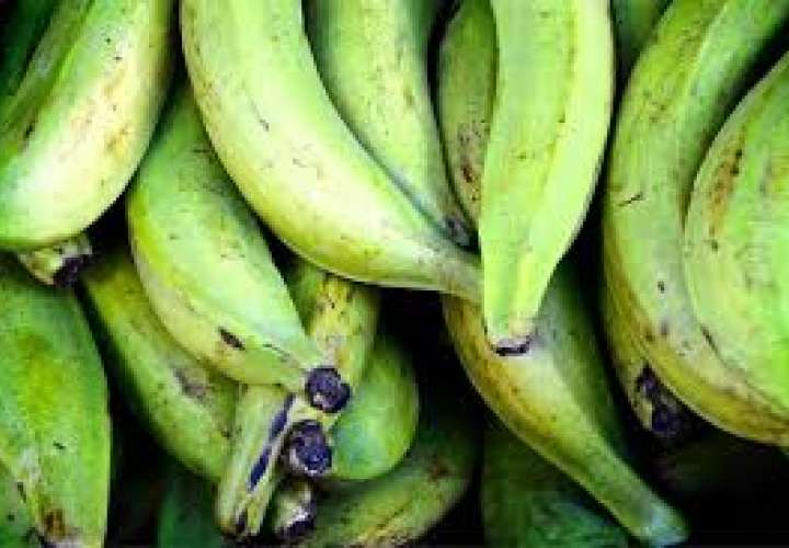 Alerta en Panamá por temible hongo para banano y plátano hallado en Colombia