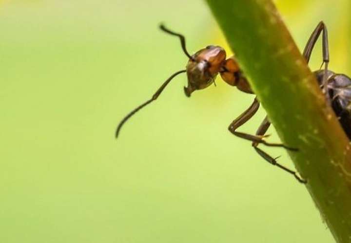 Hormigas locas llegan a EE.UU. y caen en trampa de salchichas