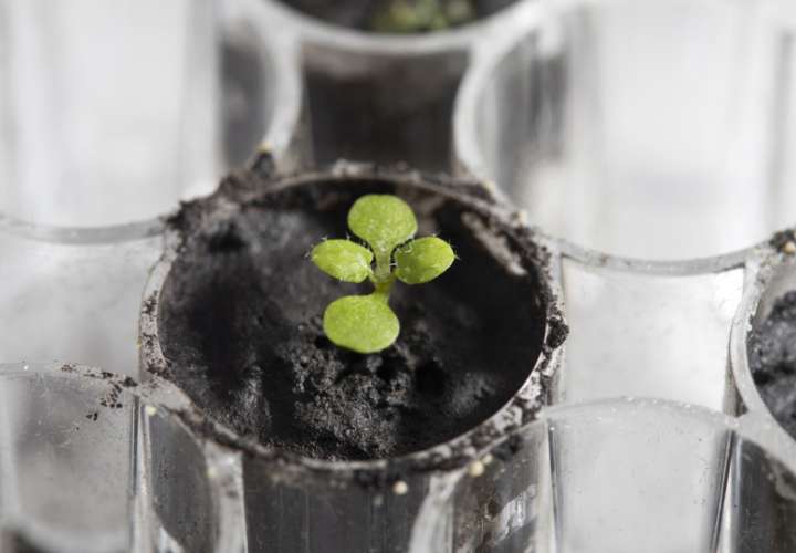 En la imagen se aprecia una planta de berro (Arabidopsis thaliana) cultivada en suelo lunar durante unas dos semanas en el laboratorio de la institución en Gainesville, Florida (EE.UU.). EFE