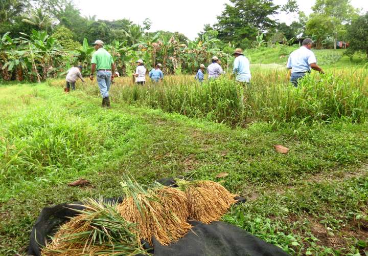Productores de Natá inician plantación de arroz