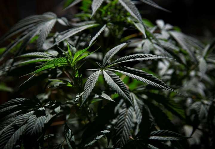 Vista de plantas de marihuana. EFE