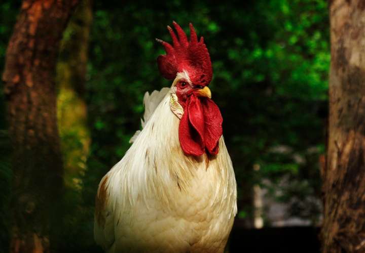 ¡Qué loco! Pollos salvajes se apoderan de las calles en Nueva Zelanda
