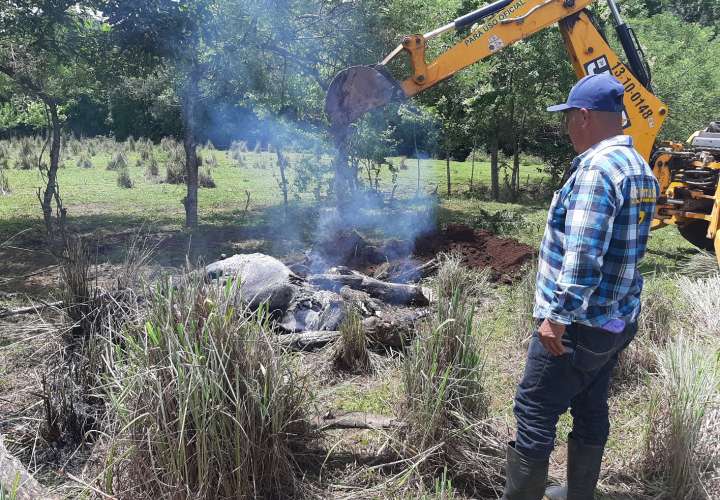Temor en Veraguas por casos de rabia bovina