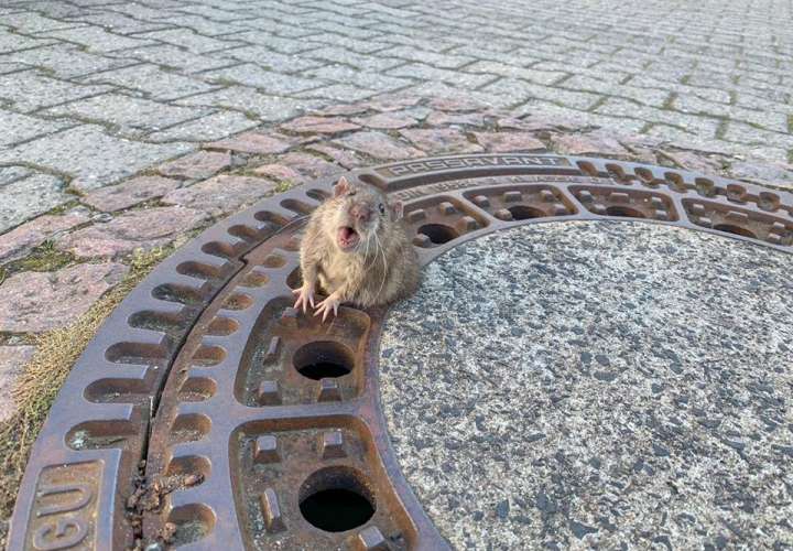 Vista del roedor atrapado. Imagen de  Berufstierrettung Rhein Neckar