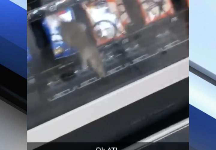 Hallan rata en máquina expendedora en escuela secundaria de Florida (Video)