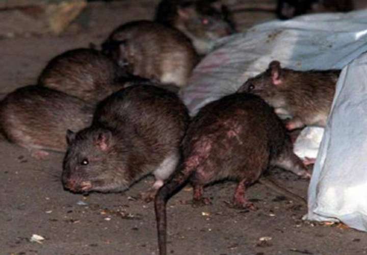 Invasión de ratas en Villa Soberanía