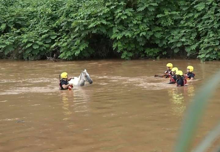 Rescatan caballo ciego en aguas del río La Villa