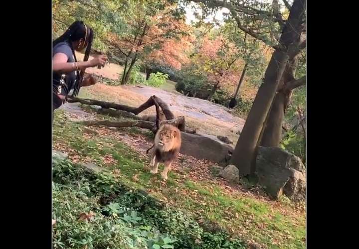 Mujer se mete al recinto de un león en zoológico y le baila (Video)