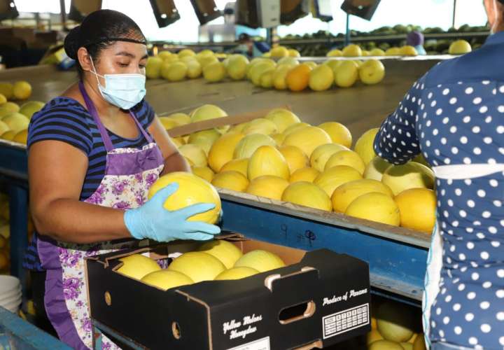 Sandías y melones de Tonosí siguen exportándose a Inglaterra