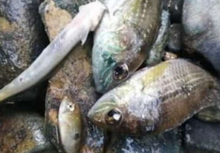 Mortandad de peces en San Benito, Costa Abajo de Colón