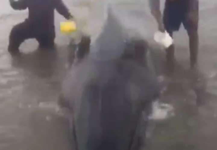 Encuentran ballena varada en la playa El Retén y logran salvarla (Video)