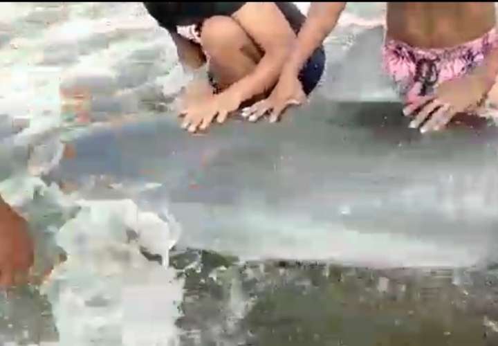 ¡Qué bien! Rescatan a delfín que quedó varado en playa María Chiquita (Video)