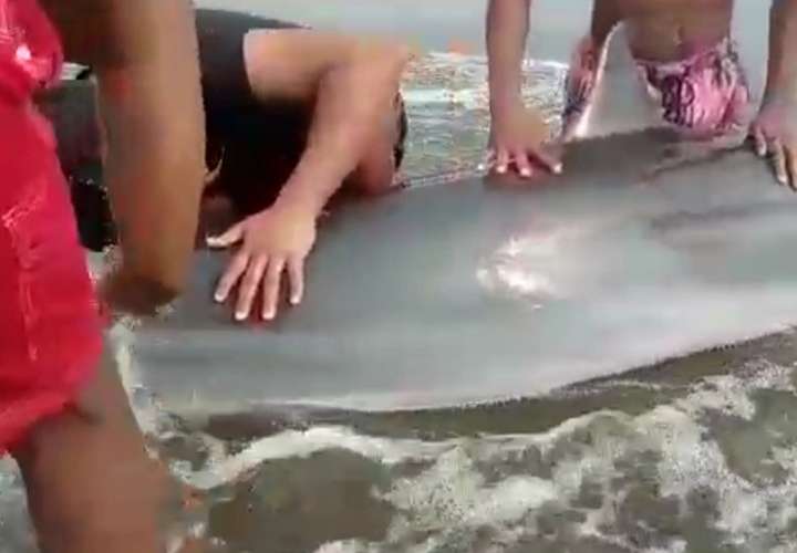 ¡Qué bien! Rescatan a delfín que quedó varado en playa María Chiquita (Video)