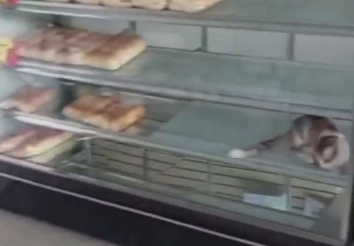 Multan con $501 palos a panadería; gatos se paseaban con la comida