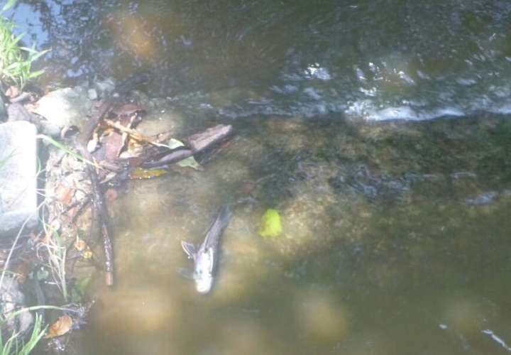 Investigan presencia de peces muertos en quebrada de Ocú