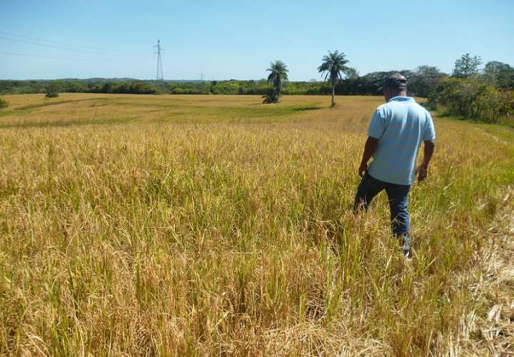 Los corregimientos de Trinchera, Guarumal son altamente productoras de granos.
