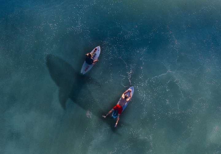 Surfista es atacado por un tiburón pero sobrevive tras golpear al animal (Video)