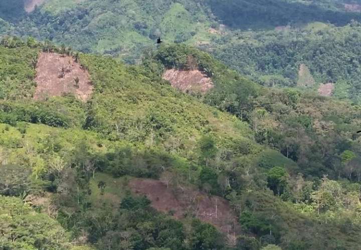 Los bosques y rastrojos talados se ubican en las comunidades de Cirí Grande, Peñas Blancas y Bajo Bonito en la provincia de Panamá Oeste.