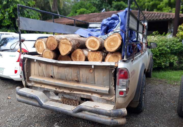 Confiscan madera de teca en Macaracas