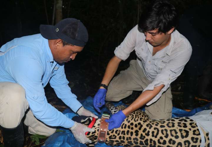 Tecnología GPS para luchar contra la extinción del jaguar en Panamá
