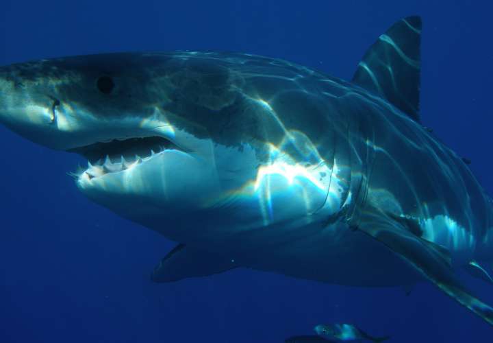 Arap llama a consulta abierta para protección de lo tiburones 