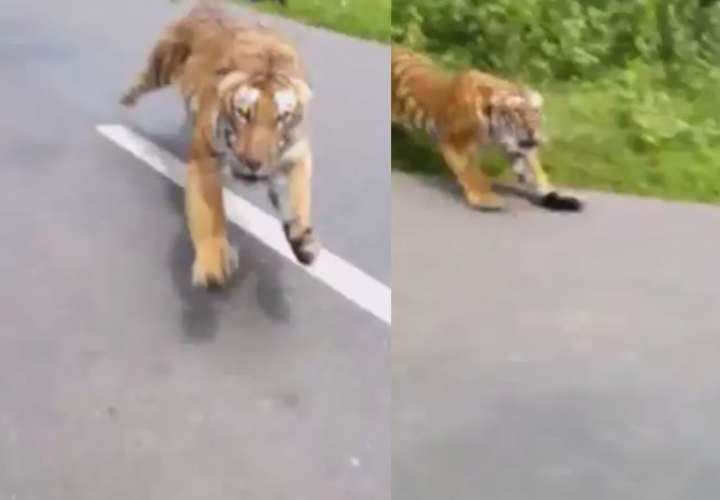 ¡Qué susto! Dos motociclistas son perseguidos por un tigre en la India