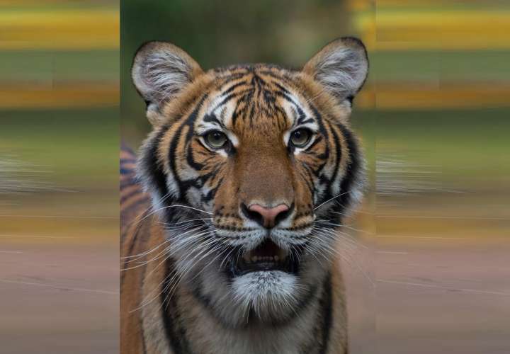 Un tigre de Nueva York tiene coronavirus, según el zoológico de El Bronx