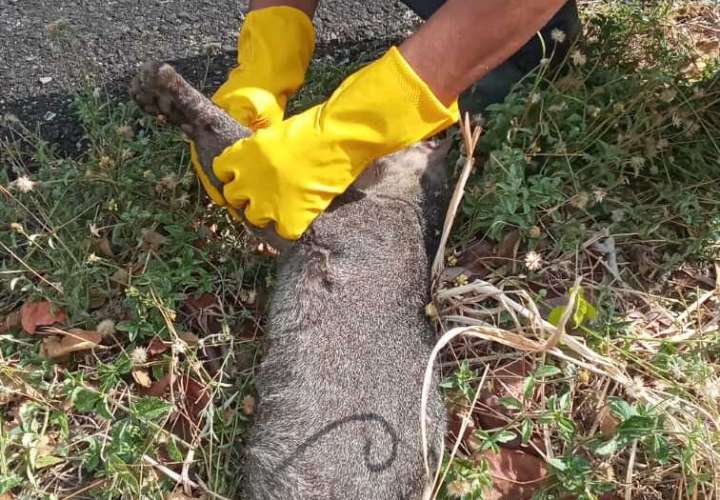 Investigan caso de tigrillo congo encontrado muerto en Punta Chame