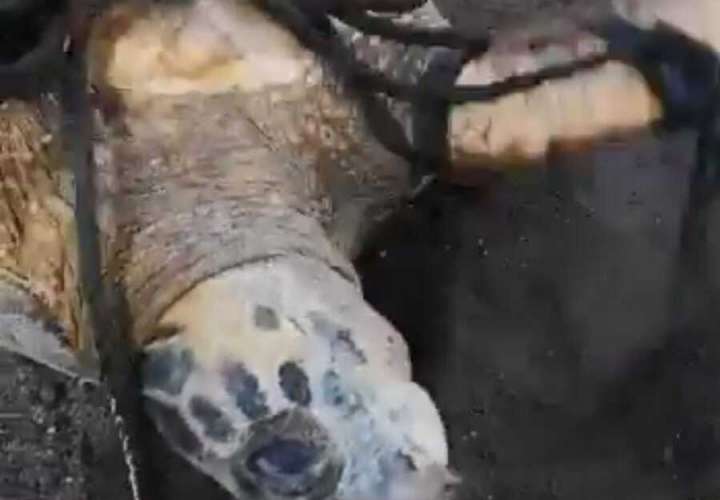 Ministerio de Ambiente investiga maltrato a tortuga en Guna Yala
