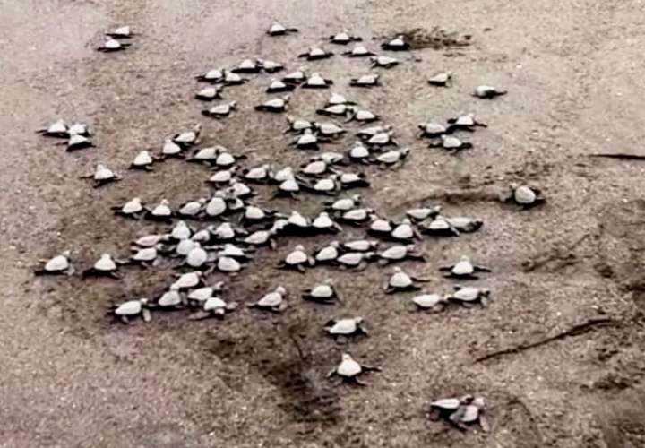 Playa Las Comadres se convierte en refugio para tortugas loras